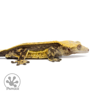 Cr-2401 facing right