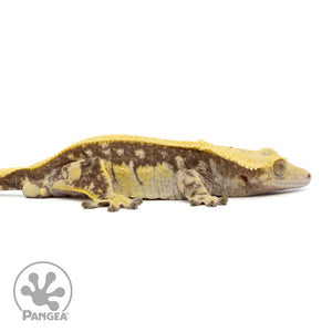 Cr-2404 facing right