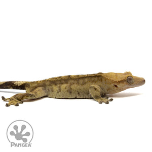 Cr-2409 facing right