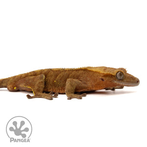 Cr-2413 facing right