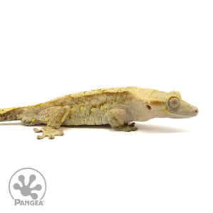 Cr-2416 facing right