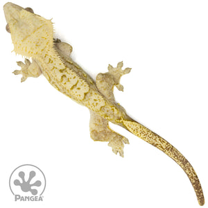 Male Brindle Crested Gecko Cr-2416