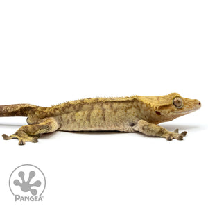 Cr-2417 facing right