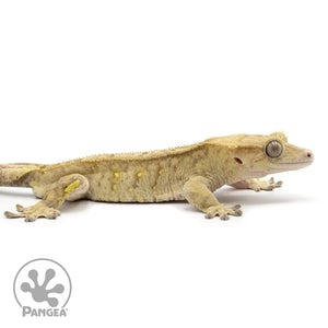 Cr-2420 facing right