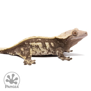 Cr-2425 facing right