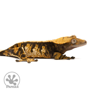 Cr-2432 facing right