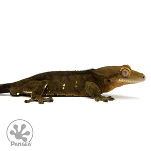 Cr-2439 facing right