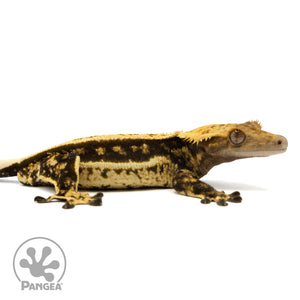 Cr-2448 facing right