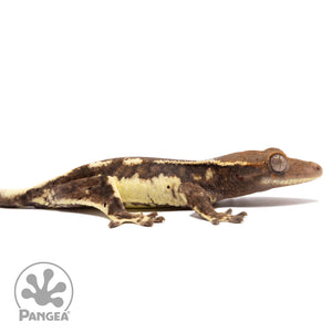 Cr-2451 facing right