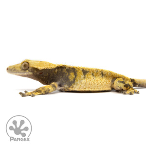 Male XXX Tricolor Crested Gecko Cr-2454 facing left
