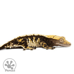 Cr-2455 facing right