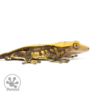 Cr-2456 facing right