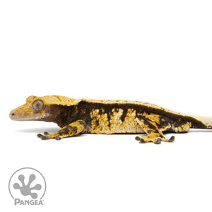 Male Tricolor Extreme Crested Gecko Cr-2459 facing left