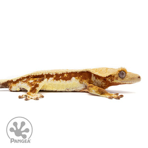 Cr-2463 facing right