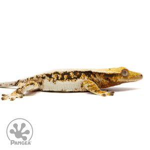 Cr-2466 facing right