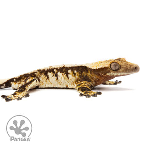 Cr-2471 facing right