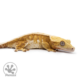 Cr-2477 facing right