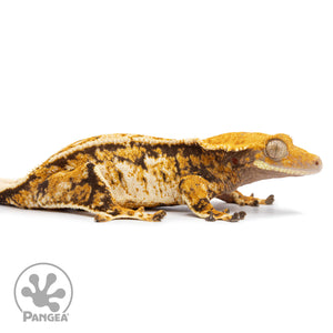 Cr-2480 facing right