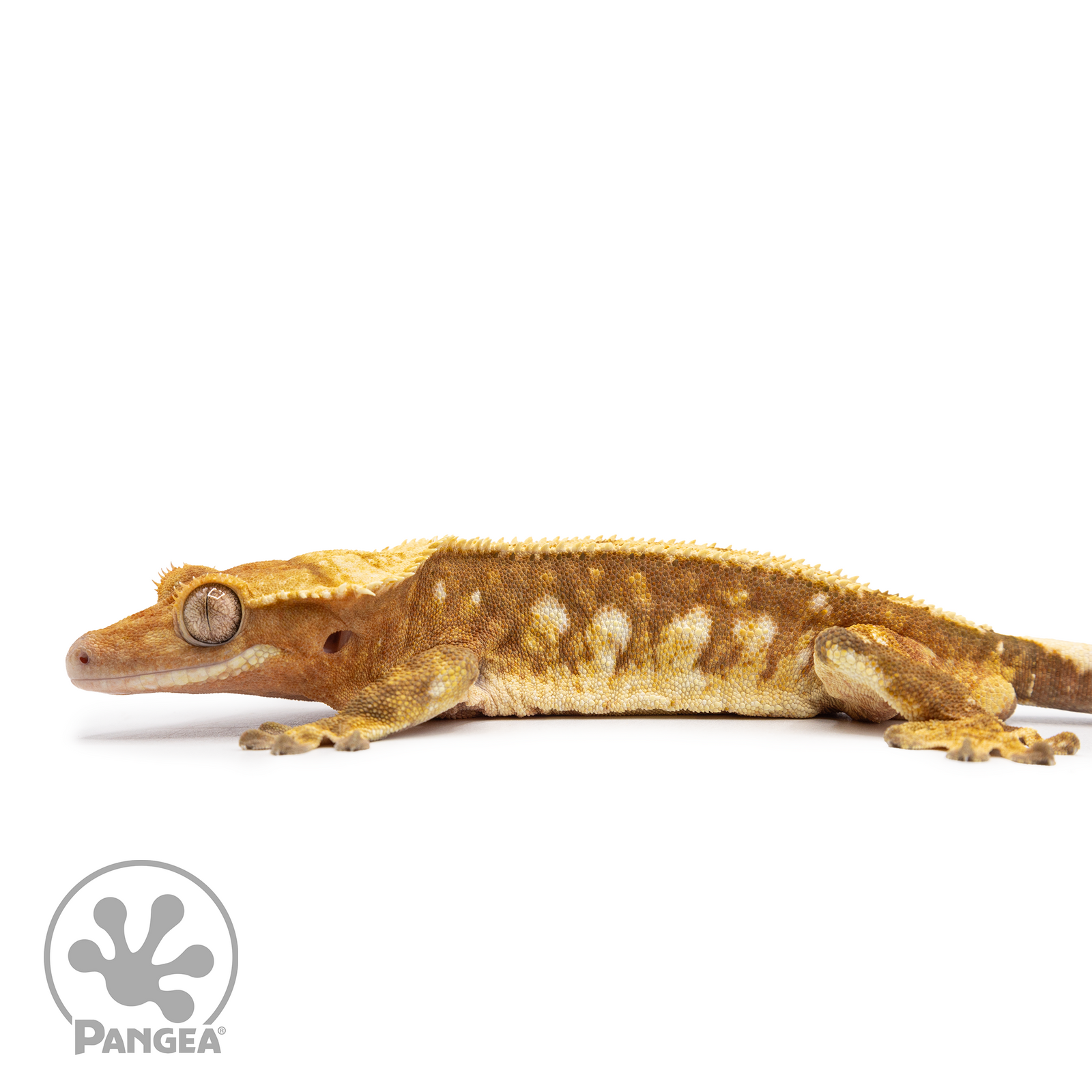 Male Red Harlequin Crested Gecko Cr-2484 facing left