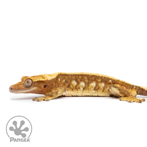 Male Red Harlequin Crested Gecko Cr-2484 facing left
