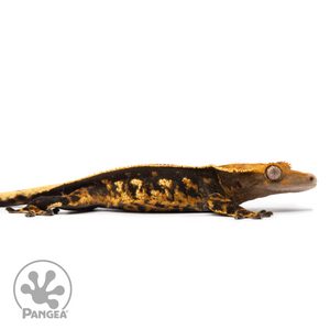 Male Tricolor Pinstripe Crested Gecko Cr-2489 facing right