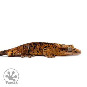 Male Red Super Dalmatian Crested Gecko Cr-2490 facing right