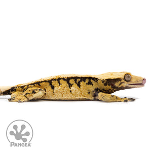 Cr-2492 facing right