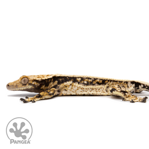 Male Tricolor Quadstripe Crested Gecko Cr-2493 facing left