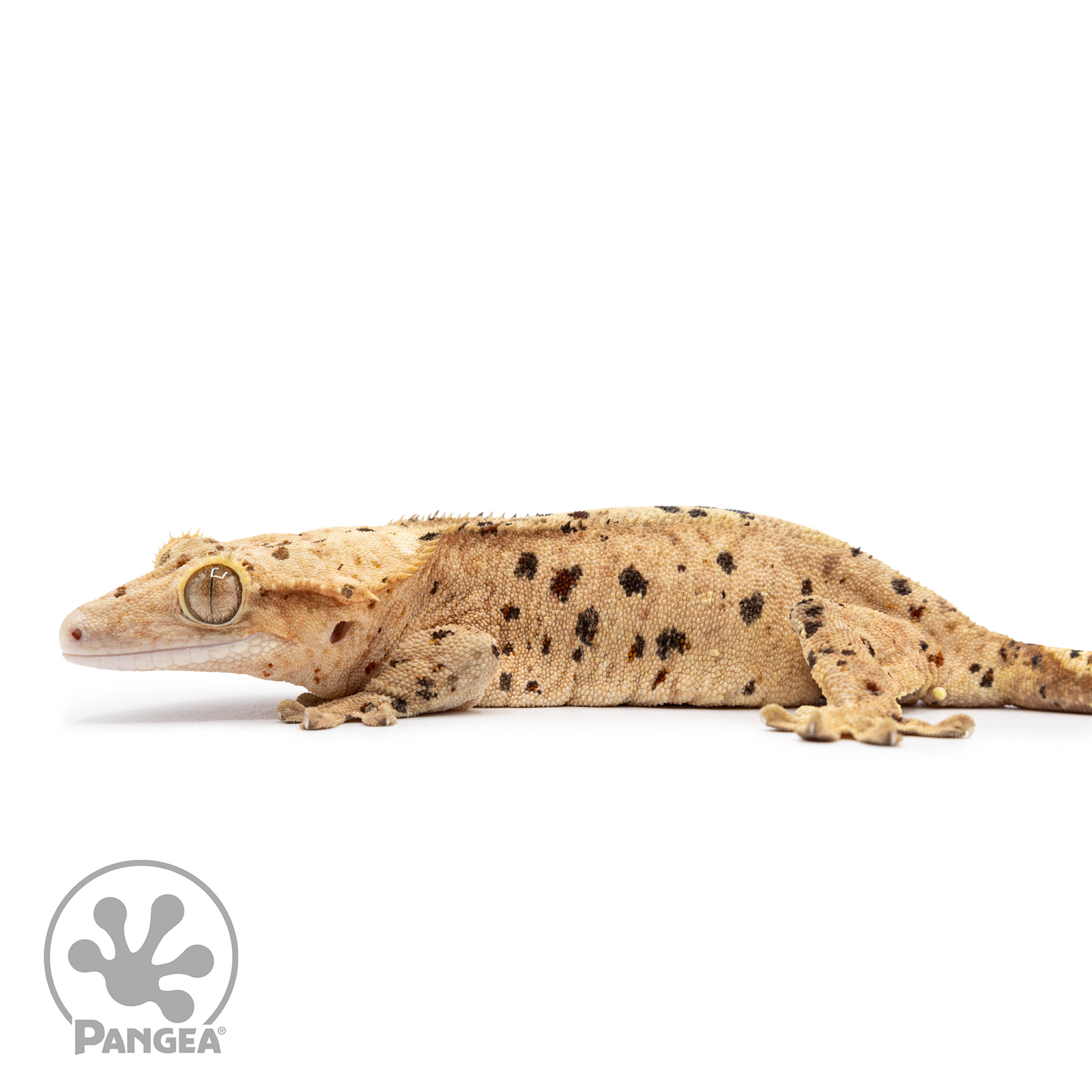 Female Ink Blot Crested Gecko Cr-2498 facing left