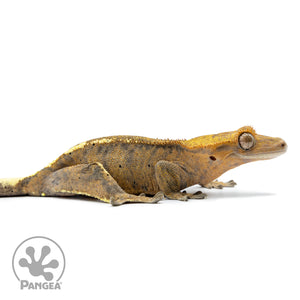 Cr-2501 facing right