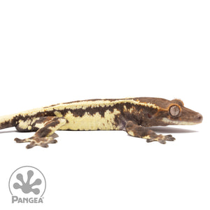 Cr-2504 facing right