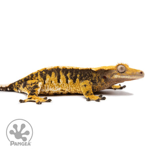 Cr-2509 facing right