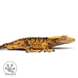 Cr-2510 facing right