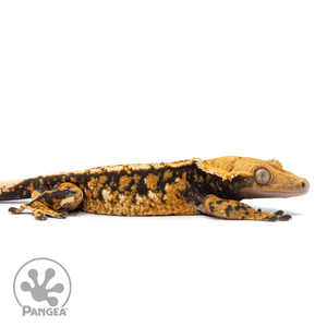 Cr-2511 facing right