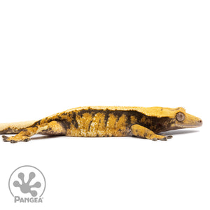 Cr-2512 facing right