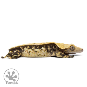 Cr-2518 facing right