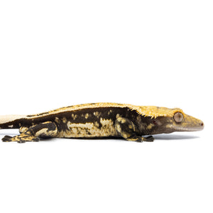 Cr-2524 facing right