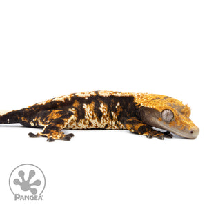 Cr-2527 facing right