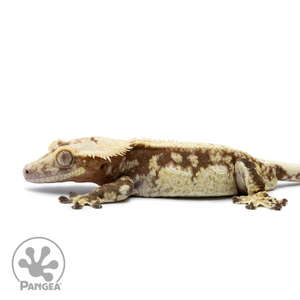 Male Extreme Harlequin Crested Gecko Cr-2531 facing left