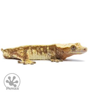 Cr-2532 facing right