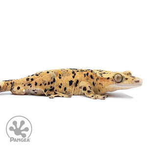 Cr-2535 facing right