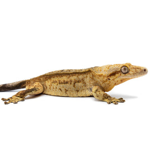 Cr-2536 facing right