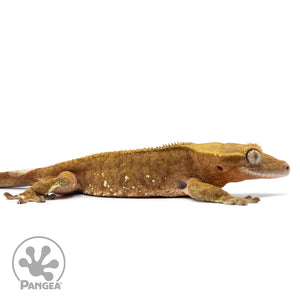 Cr-2540 facing right