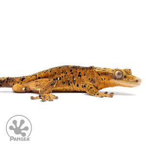 Cr-2542 facing right