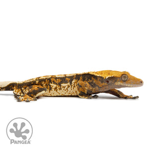 Cr-2543 facing right