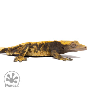 Cr-2544 facing right