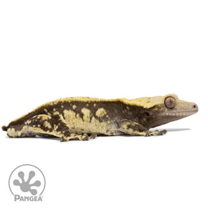 Cr-2560 facing right