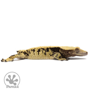 Cr-2568 facing right