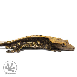 Cr-2570 facing right