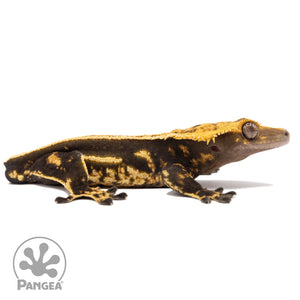 Cr-2571 facing right